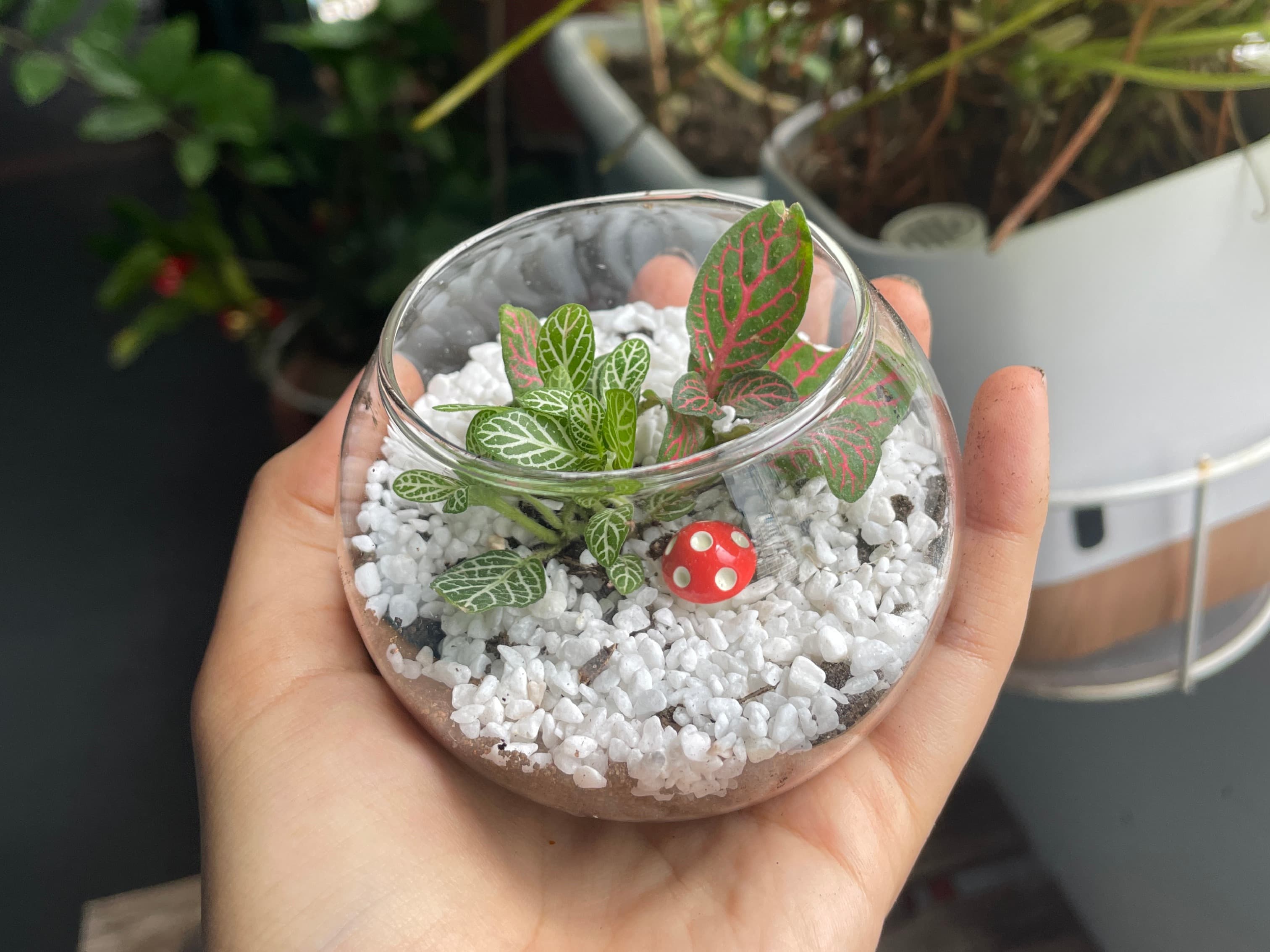 Terrarium Making